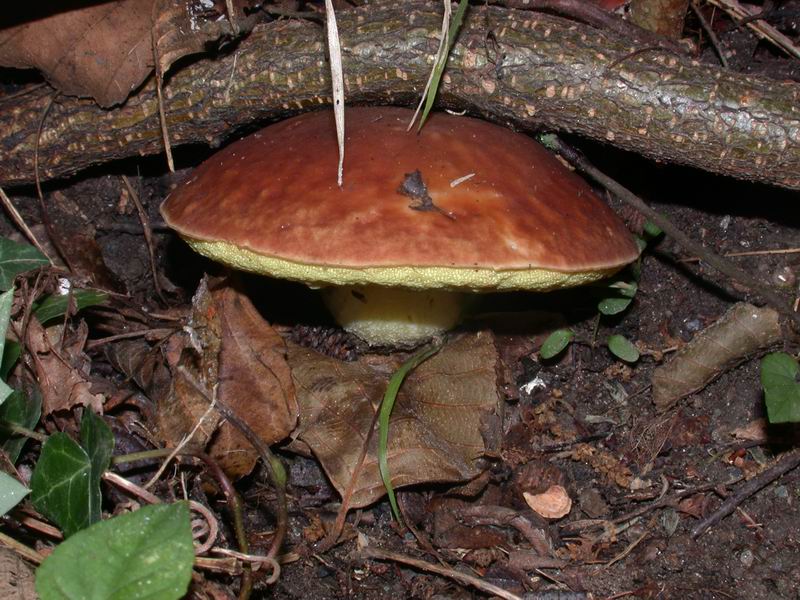 Boleto da derminare - primi ritrovamenti